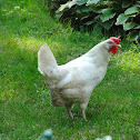White Leghorn Hen