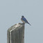 Eastern Blue Bird