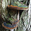 Brown shelf fungus