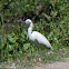 Little Egret; Garcetta Común