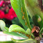 Oleander Aphid