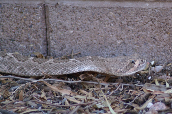 Spotting Image 1
