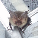 Brown Long-eared Bat