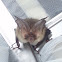 Brown Long-eared Bat