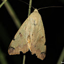 Egyptian Noctuid
