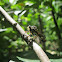 Robberfly
