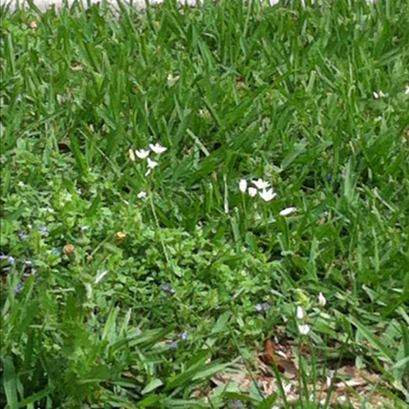 Spotting Image 1