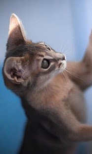 How to get Abyssinian Cats Wallpapers lastet apk for bluestacks