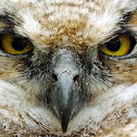 Great Horned Owl