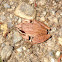 Wood frog