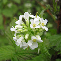 Garlic mustard