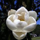 Magnolia bloom