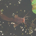 catfish
