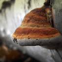 immature Red Banded Polypore