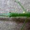 Green Stick Insect