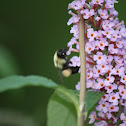 Bumblebee