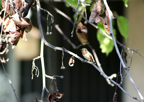 Spotting Image 1