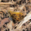 Peck's Skipper butterfly