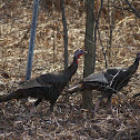 Eastern Wild Turkey