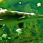Alligator Gar