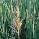 Common reed