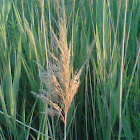 Common reed
