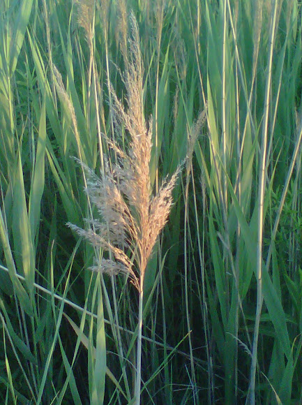 Spotting Image 1