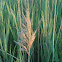 Common reed
