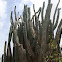 columnar cactus