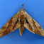 Wavy Velvet Hawkmoth
