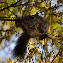 Squirrel