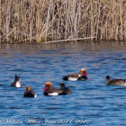 Red-crested Pochard; Pato Colorado