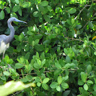 Little Blue Heron