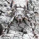 Bark Katydid