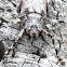 Bark Katydid