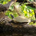 Yellow Bellied Slider