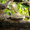 Yellow Bellied Slider