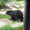 Black Bear (?)