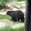 Black Bear (?)