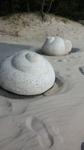 Seashells on Pärnu Beach
