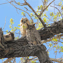 Great Horned Owl&Owlet