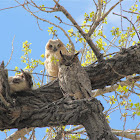 Great Horned Owl&Owlet