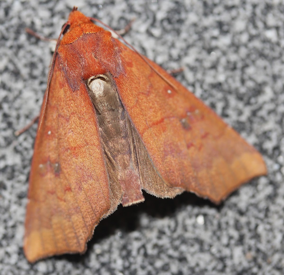 moth
