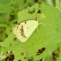 Yellow butterfly