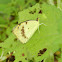 Yellow butterfly
