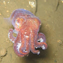 Stubby Squid