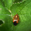 Mirid Bug
