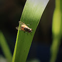 Housefly