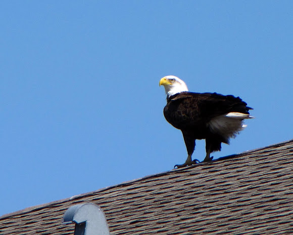 Spotting Image 1