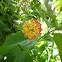 Lantana